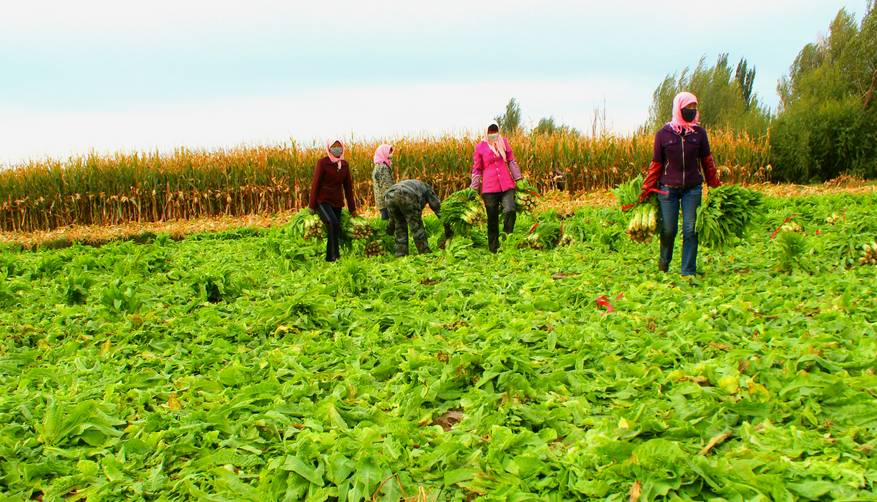 菜市場果蔬尾菜垃圾處理“難題”變“易事”