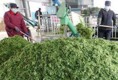 大量幾百噸廢棄菜葉回收利用生產(chǎn)工藝，果蔬垃圾廢菜葉怎么處理？